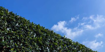 How to Maintain Your Ficus With Proper Pruning and Shaping