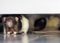 What is the best way to get rid of rats? What do rats hate the most? What are rats afraid of?