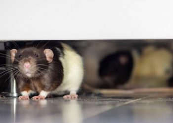 What is the best way to get rid of rats? What do rats hate the most? What are rats afraid of?