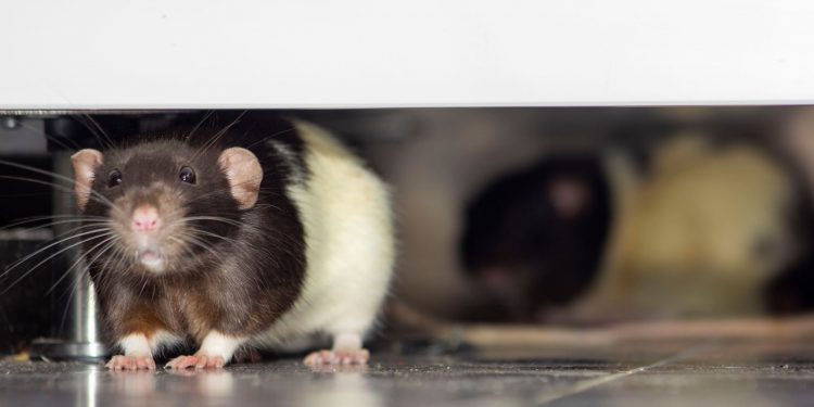 What is the best way to get rid of rats? What do rats hate the most? What are rats afraid of?