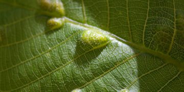 The most common diseases affecting trees., aused by the fungus Taphrina deformans. Leaves become curl and severely distort