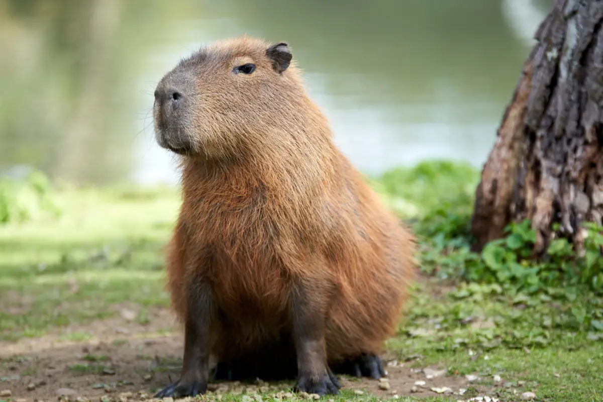Capybara, the world's largest rodent, resting beside water