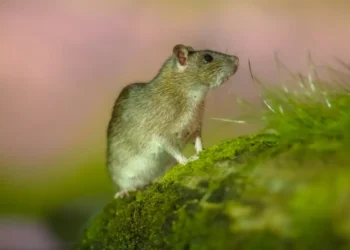 Wood mouse showing the front incisors that define all rodents