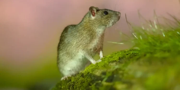 Wood mouse showing the front incisors that define all rodents
